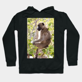 Chacma Baboon - Kruger National Park, South Africa Hoodie